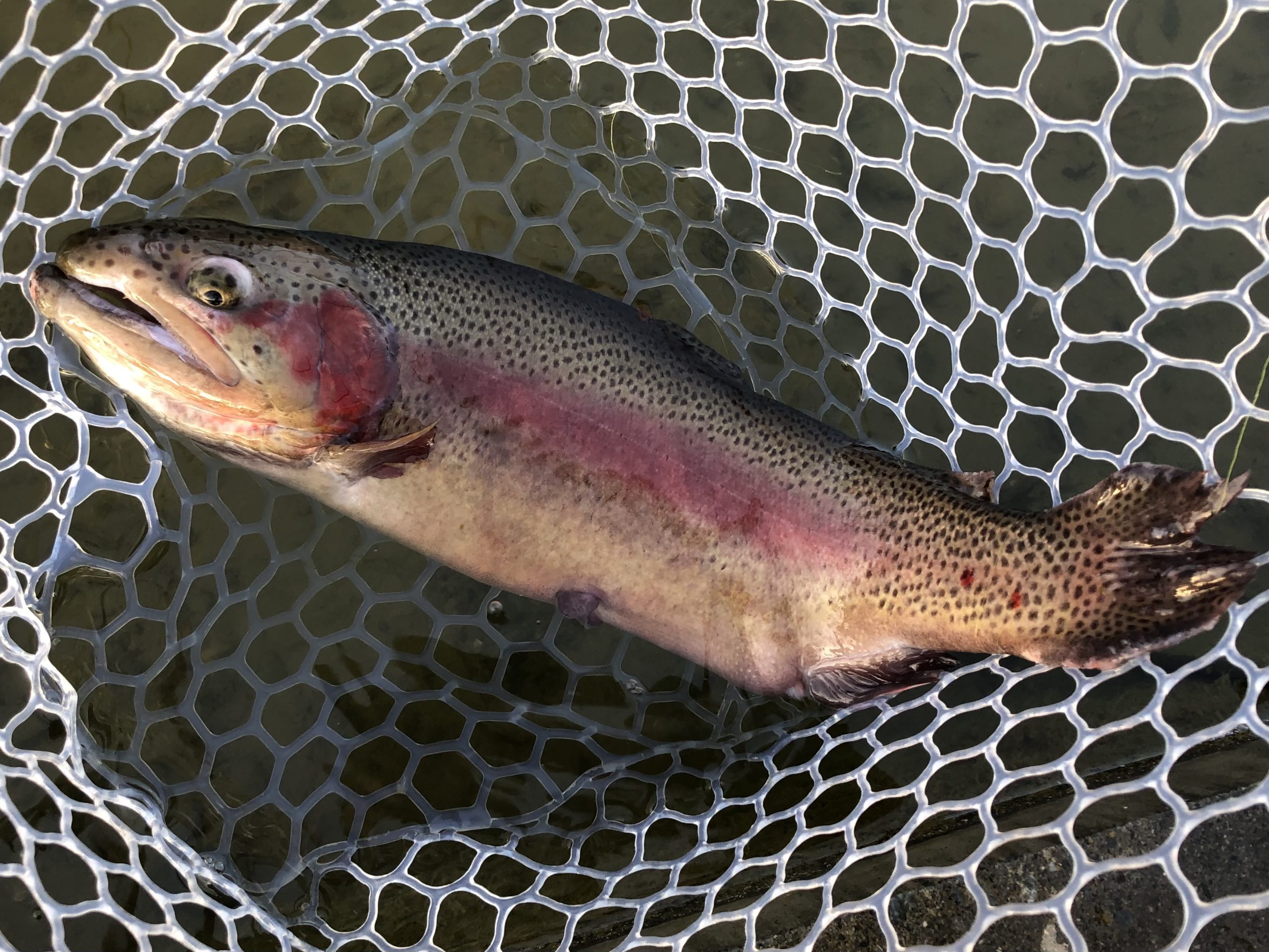 1月30日（金）日野市　オグ　さん