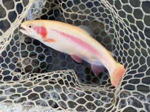 1月10日（土）あきる野市　野口さん