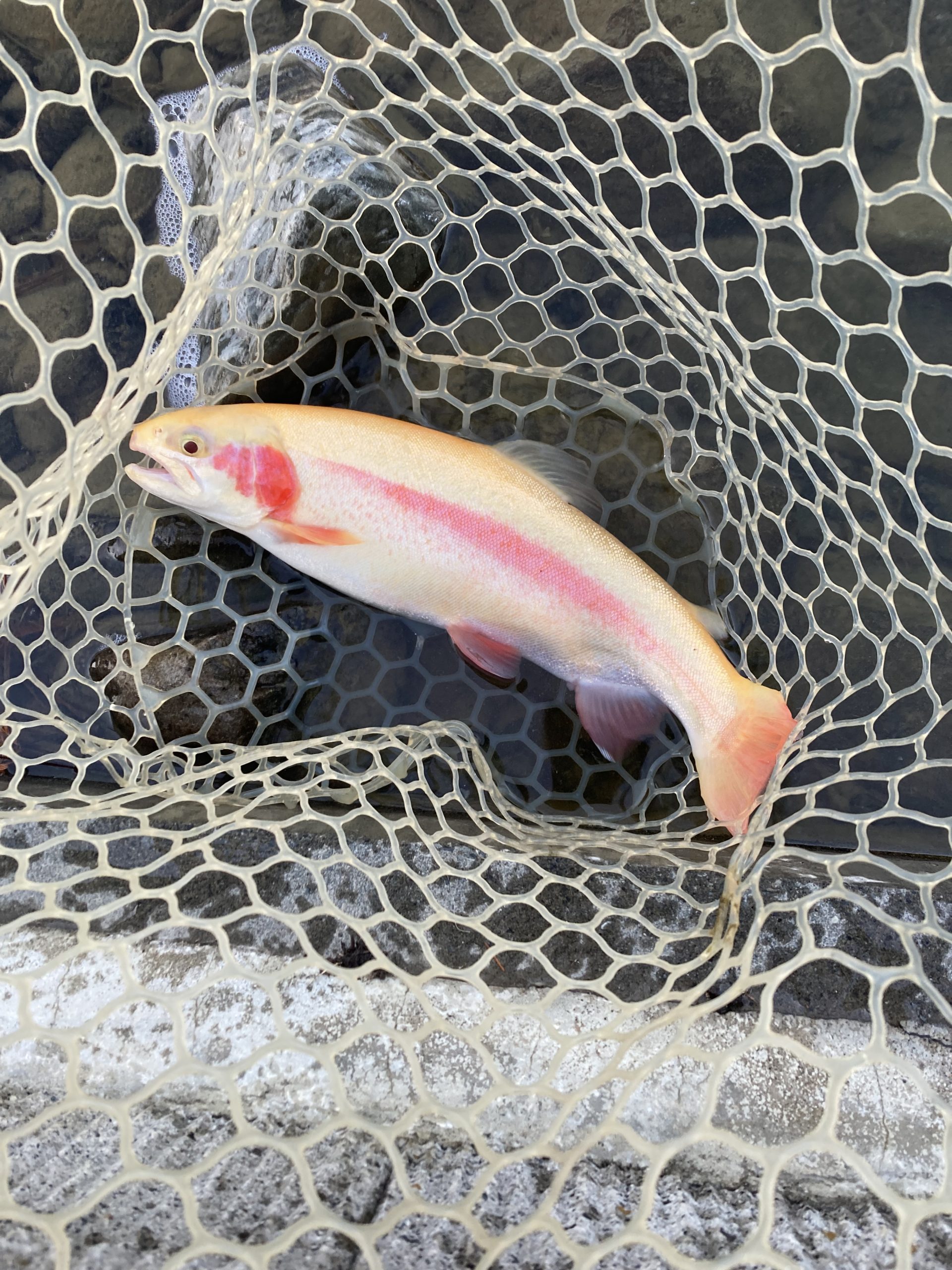 1月10日（土）あきる野市　野口さん