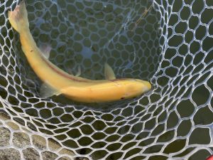 1月17日（土）あきる野市　野口さん