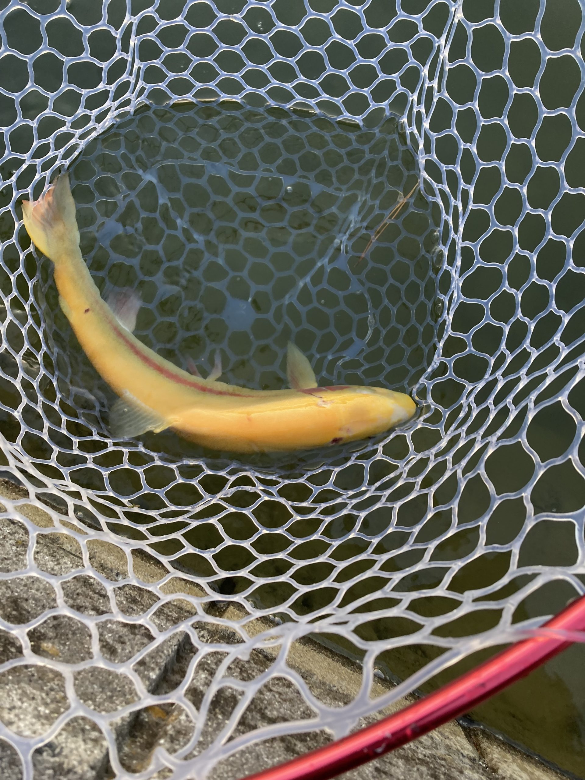 1月17日（土）あきる野市　野口さん