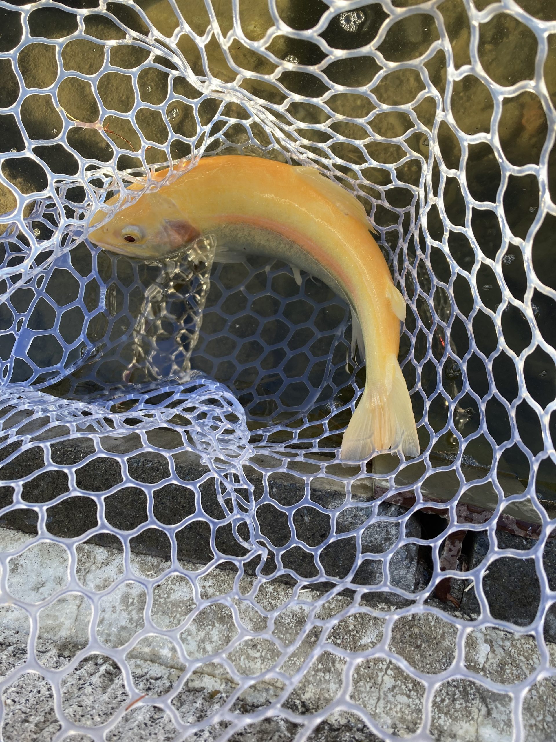 1月23日(金)あきる野市 野口 さん