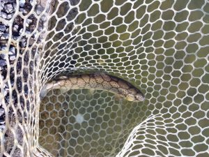 １月１８日（日）あきる野市　管釣り天国さん