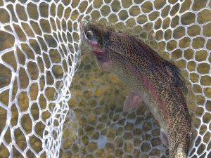 １月24日（土）あきる野市　管釣り天国さん