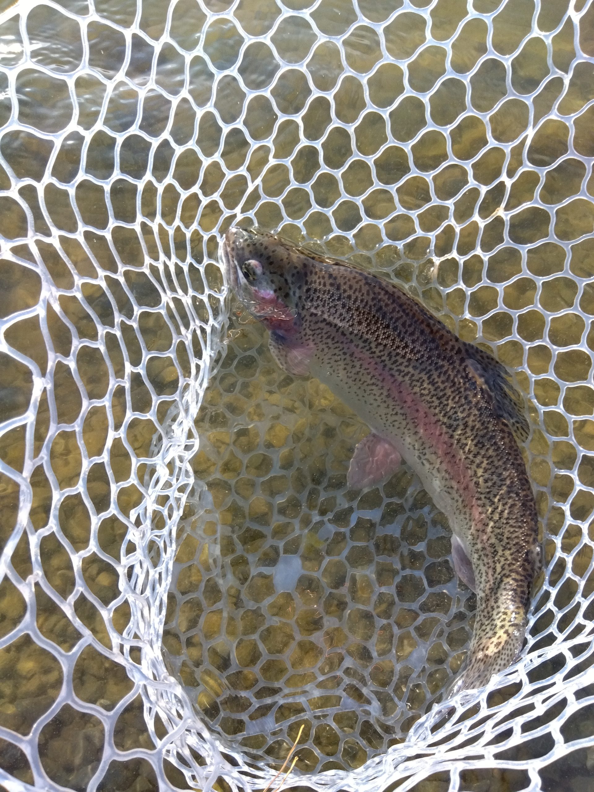１月24日（土）あきる野市　管釣り天国さん