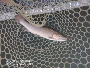 1月4日（日）相模原市　イトウハンターさん