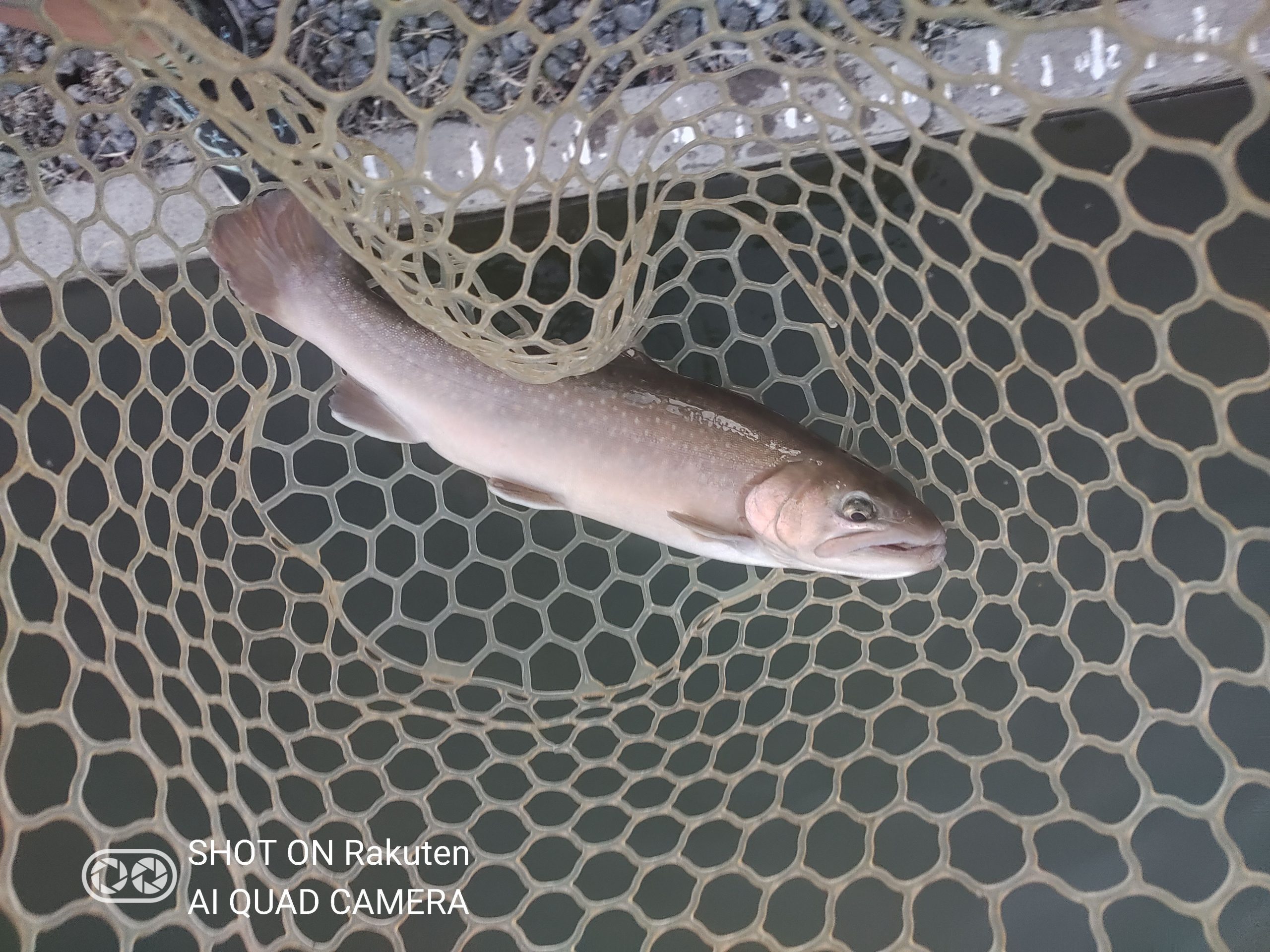 1月4日（日）相模原市　イトウハンターさん