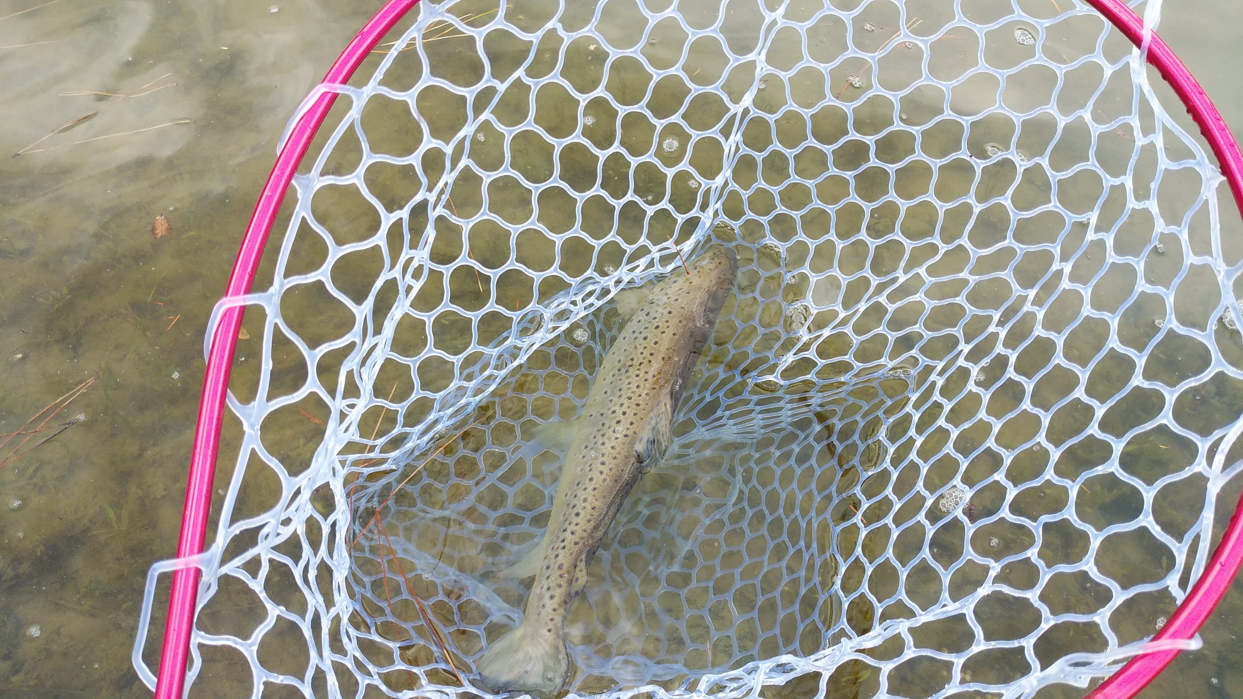 1月11日（日）日野市　よっちゃんさん