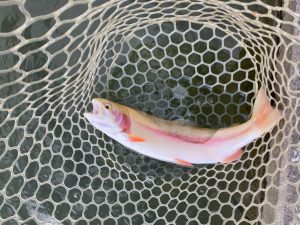 1月2日（金）羽村市　うにねこさん