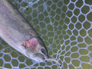 １月18日（日）羽村市　うにねこ　さん