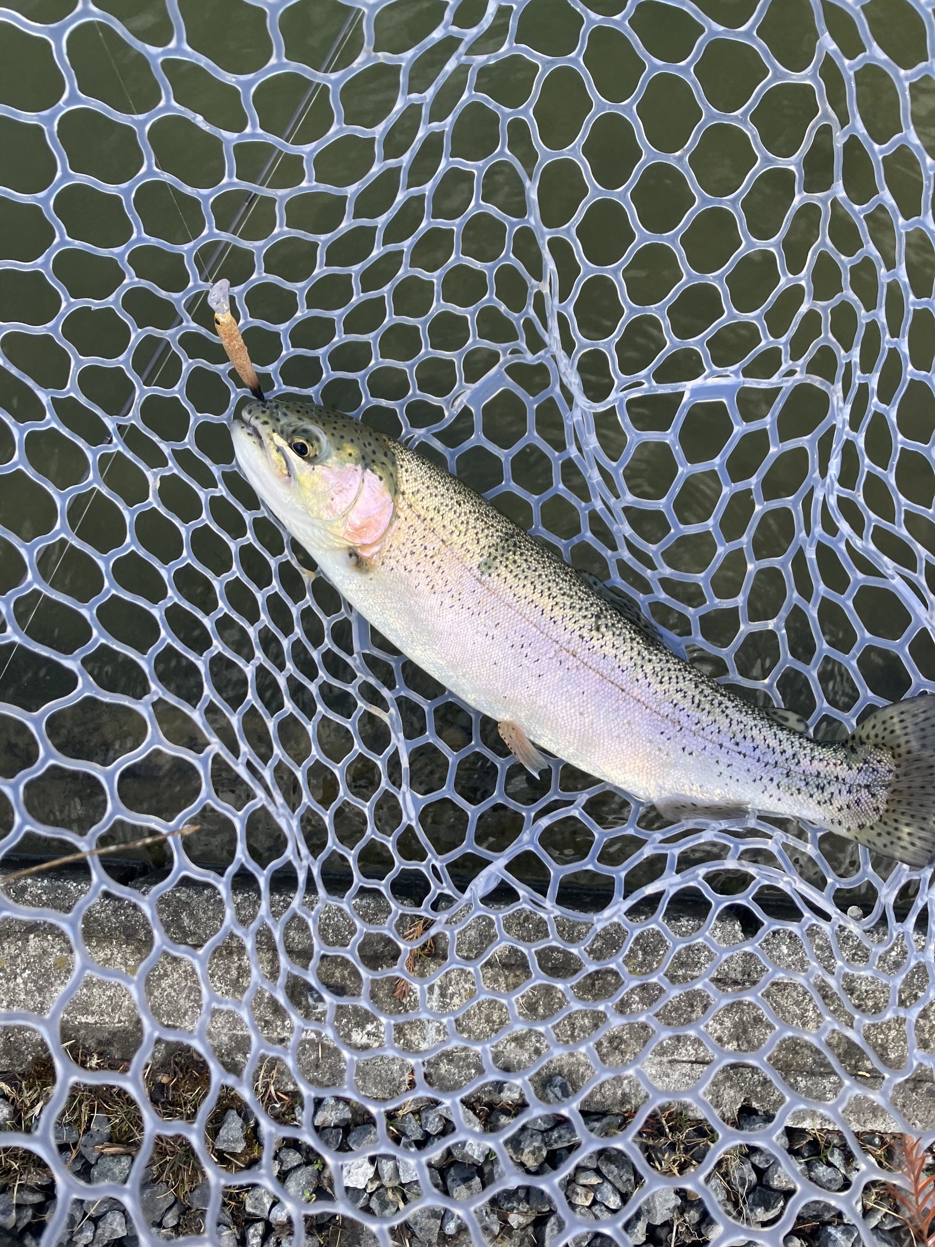 1月25日（日）羽村市　うにねこさん