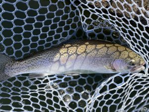 1月21日（水）小平市　MORIさん