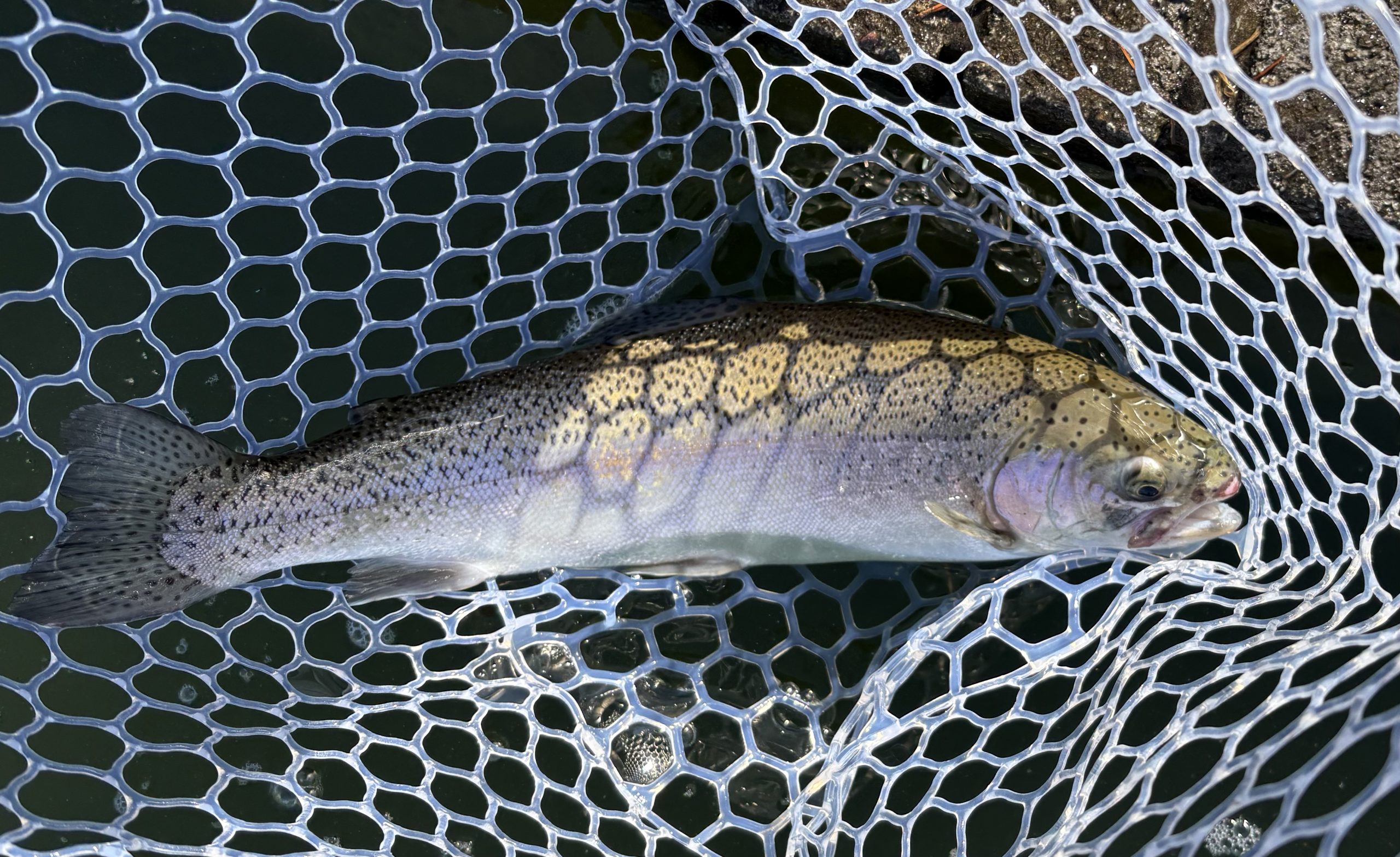 1月21日(水)小平市 MORIさん