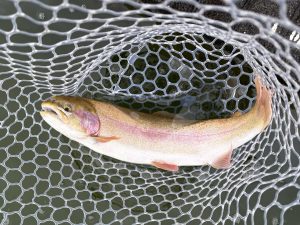 1月28日(水)　小平市　MORIさん