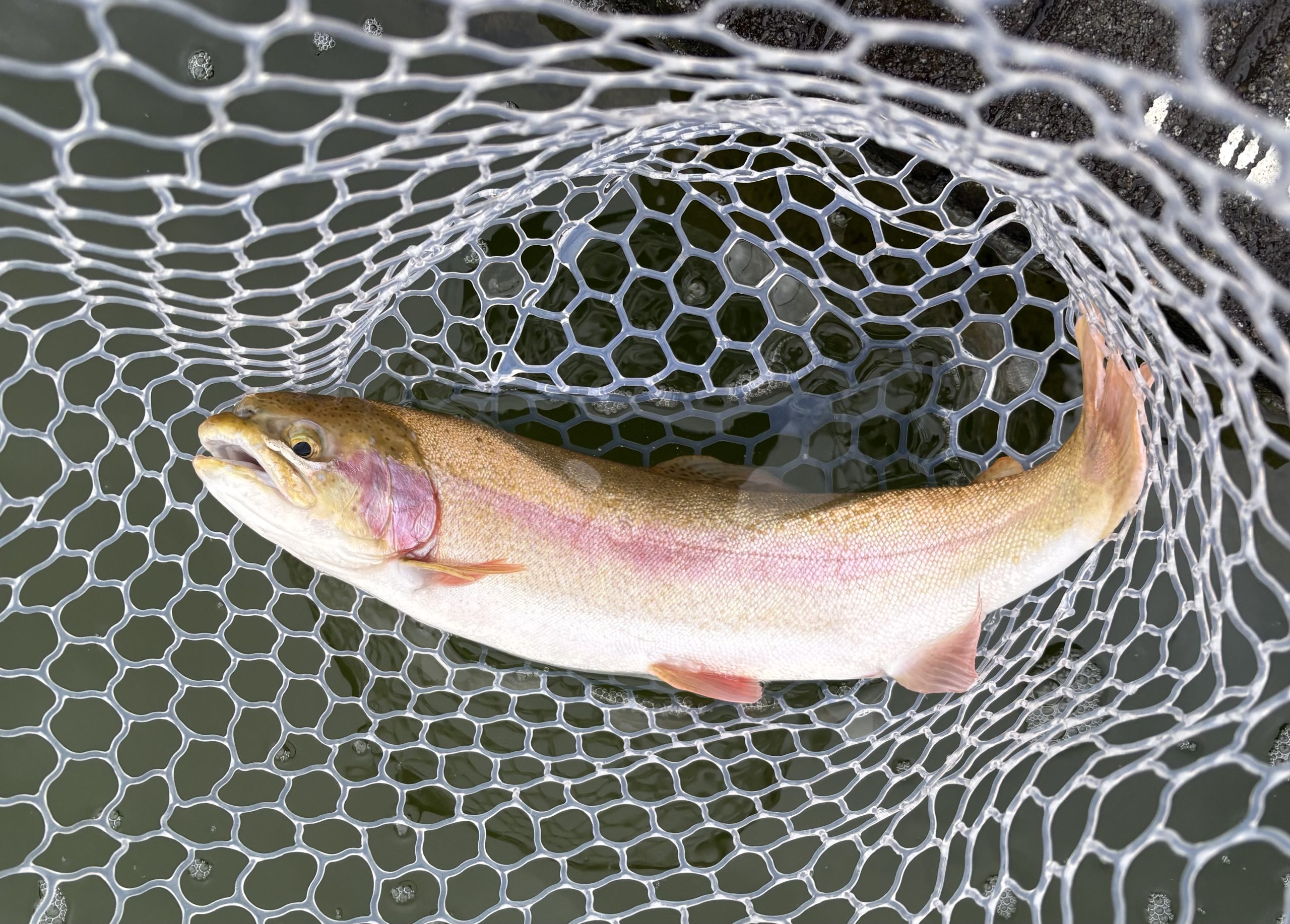 1月28日(水)　小平市　MORIさん