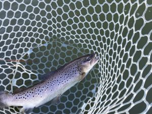 1月12日(月)　武蔵村山市　つきてくさん