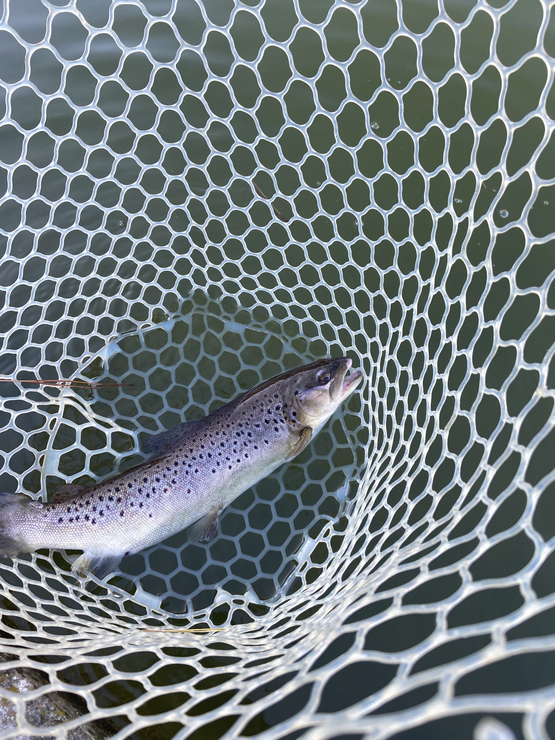1月12日(月)　武蔵村山市　つきてくさん