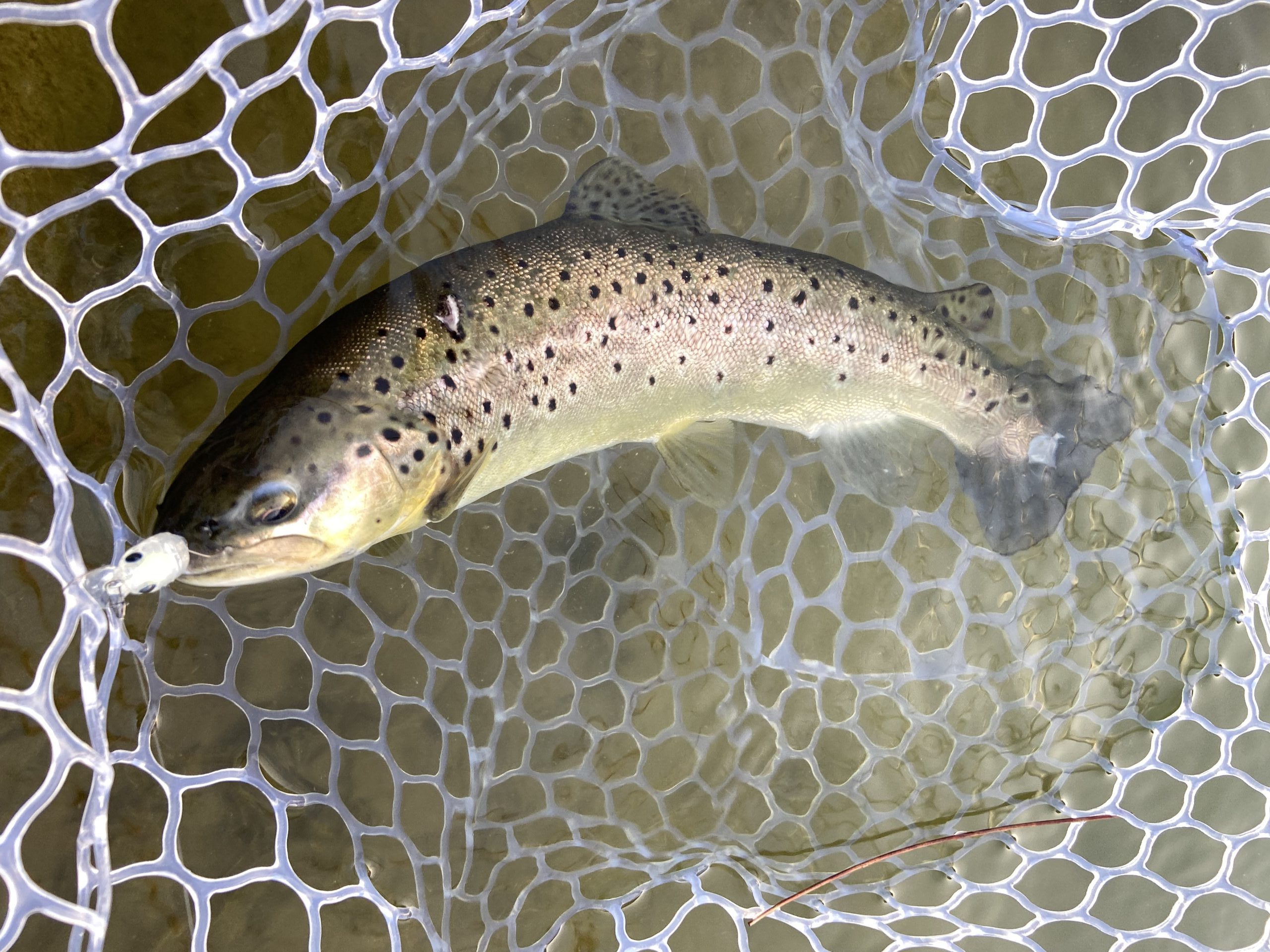 1月17日（土）武蔵村山市　つきてくさん