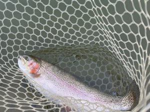 1月7日（水）青梅市　サクラマスさん