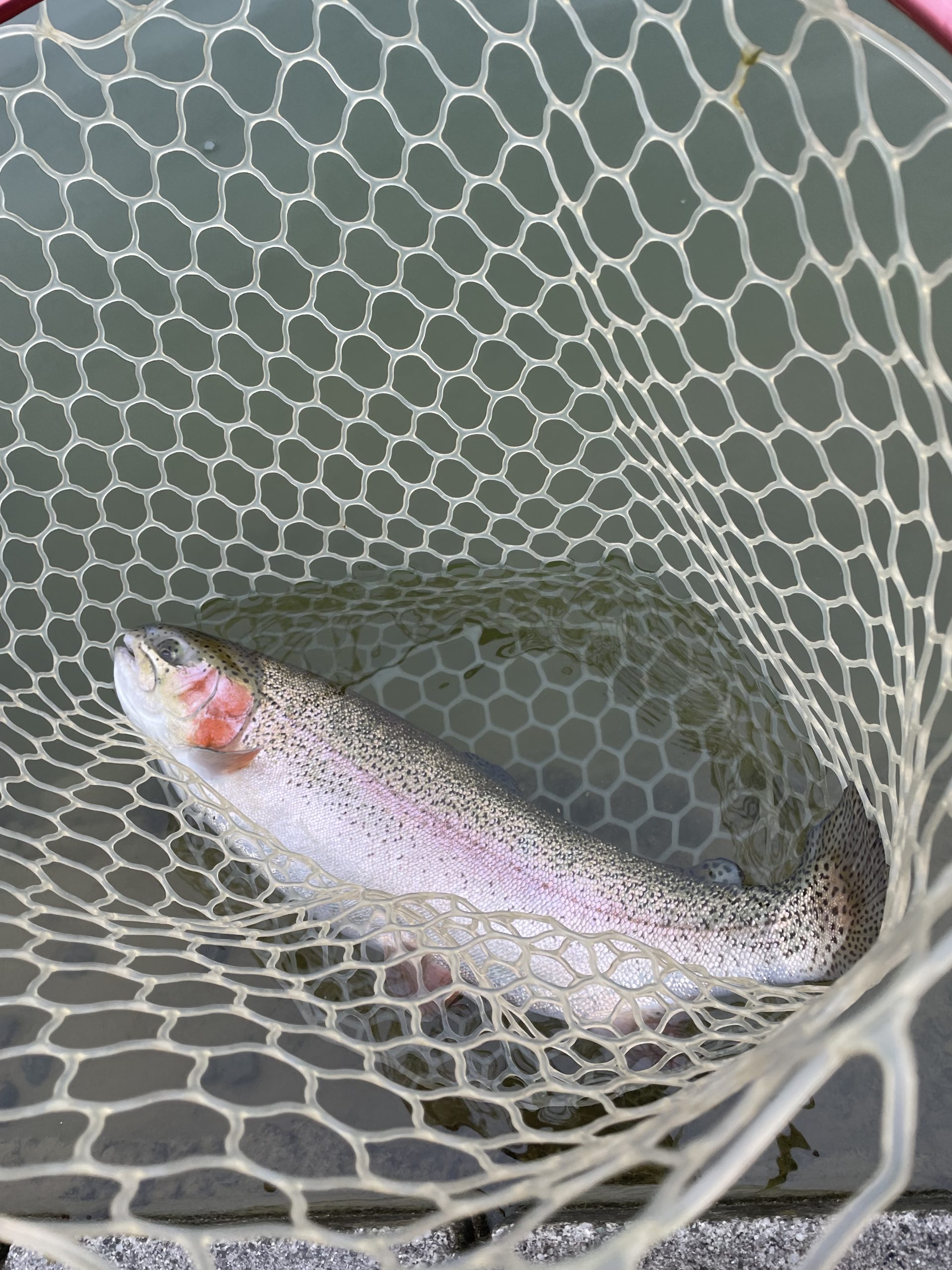 1月7日（水）青梅市　サクラマスさん