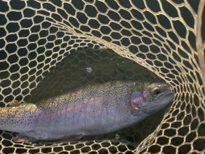 1月14日（水）青梅市　サクラマスさん