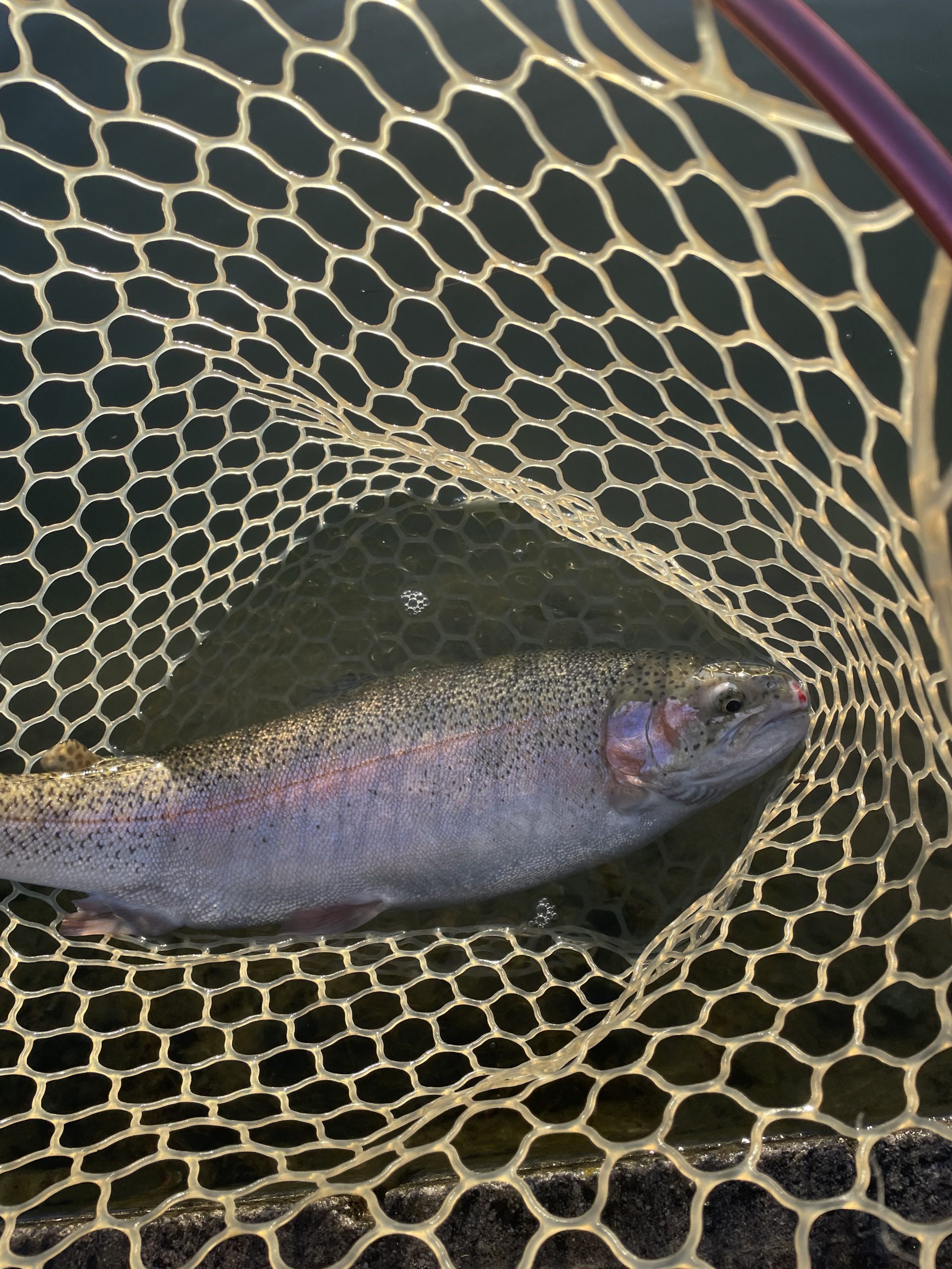 1月14日（水）青梅市　サクラマスさん