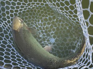 1月19日(月)　青梅市　サクラマスさん