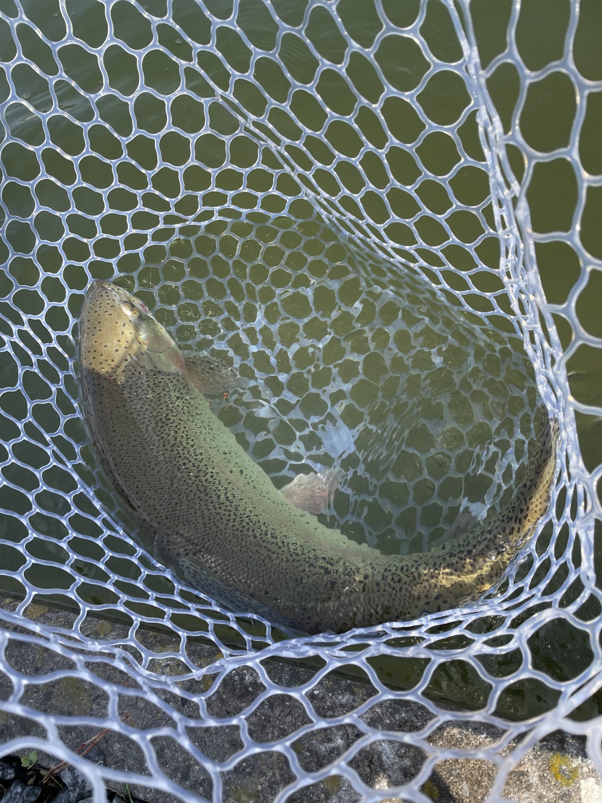 1月19日(月)　青梅市　サクラマスさん
