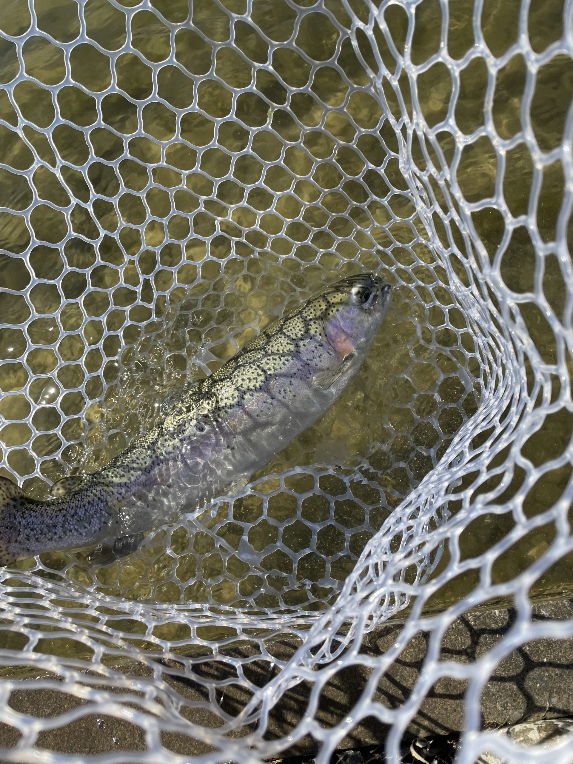 １月23日（金）青梅市　サクラマス　さん