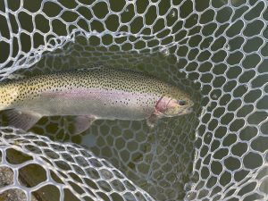 1月28日(水)　青梅市　サクラマスさん