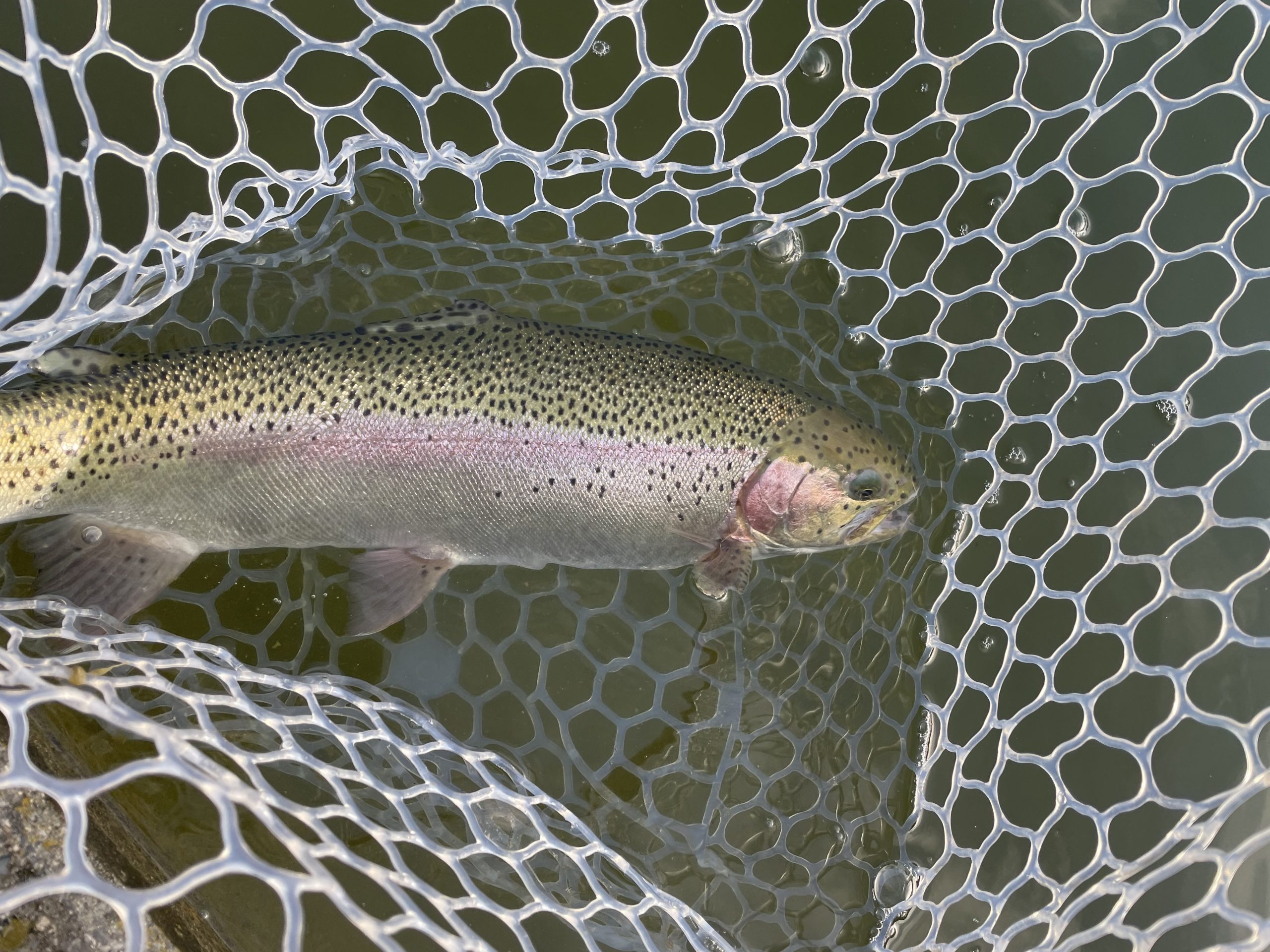 1月28日(水)　青梅市　サクラマスさん