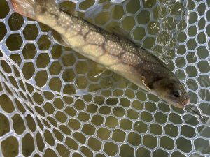 1月25日（日）あきる野市　チャッピーさん