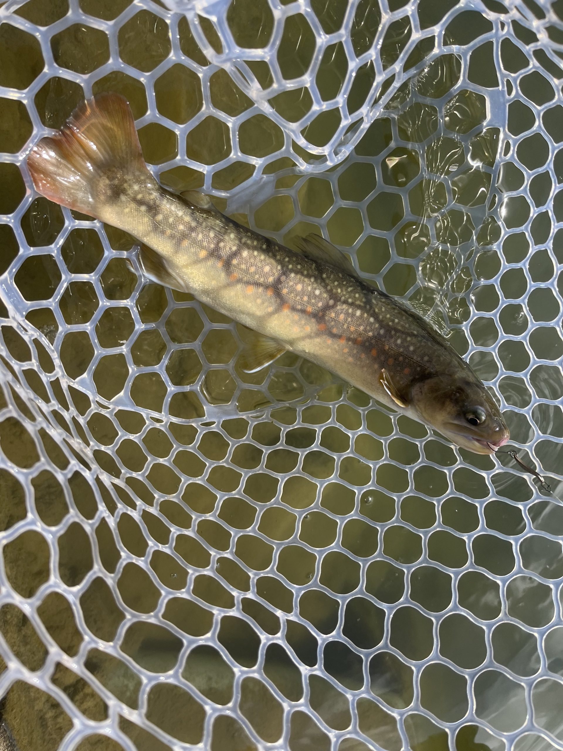 1月25日（日）あきる野市　チャッピーさん