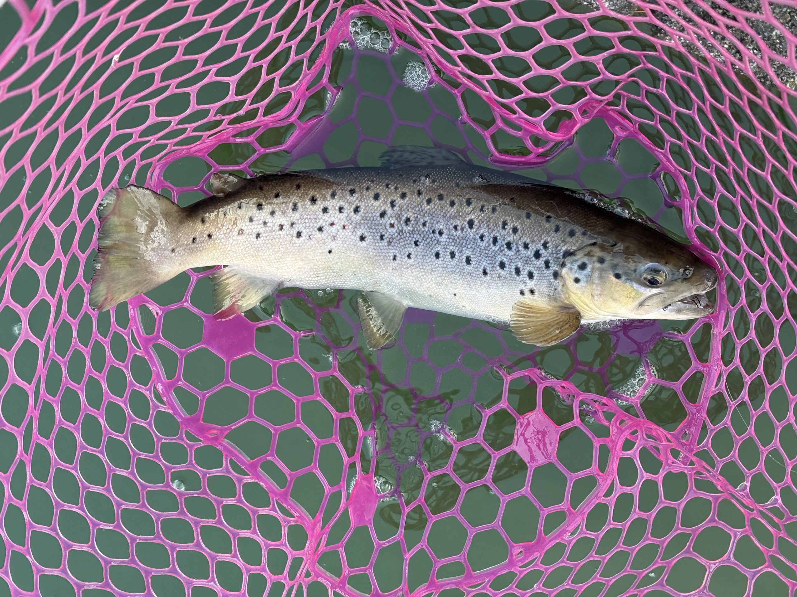 12月31日(水)　八王子市　Bさんさん