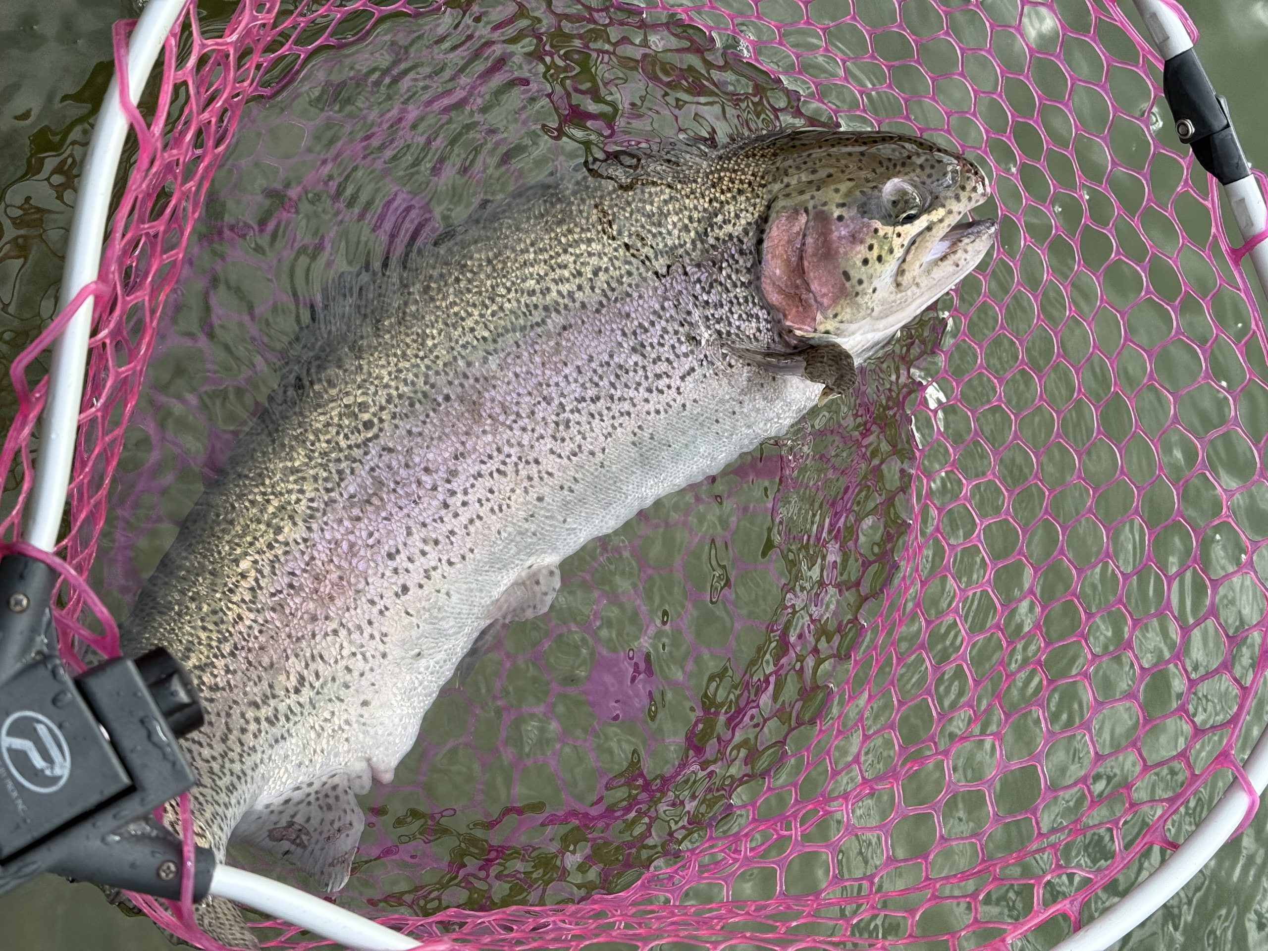 1月2日（金）八王子市　Bさん