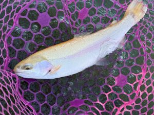 1月12日(月)　八王子市　Ｂさんさん