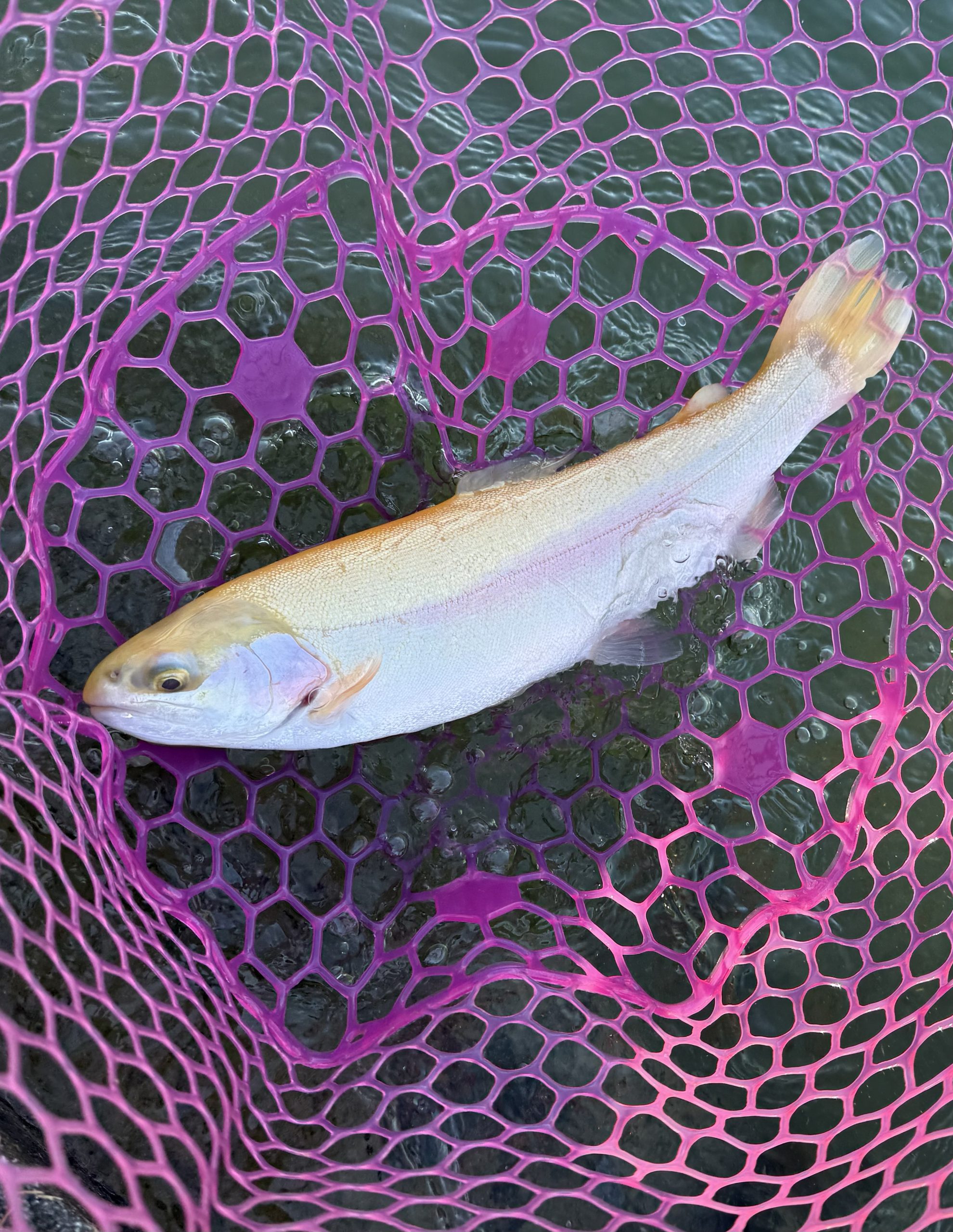 1月12日(月)　八王子市　Ｂさんさん