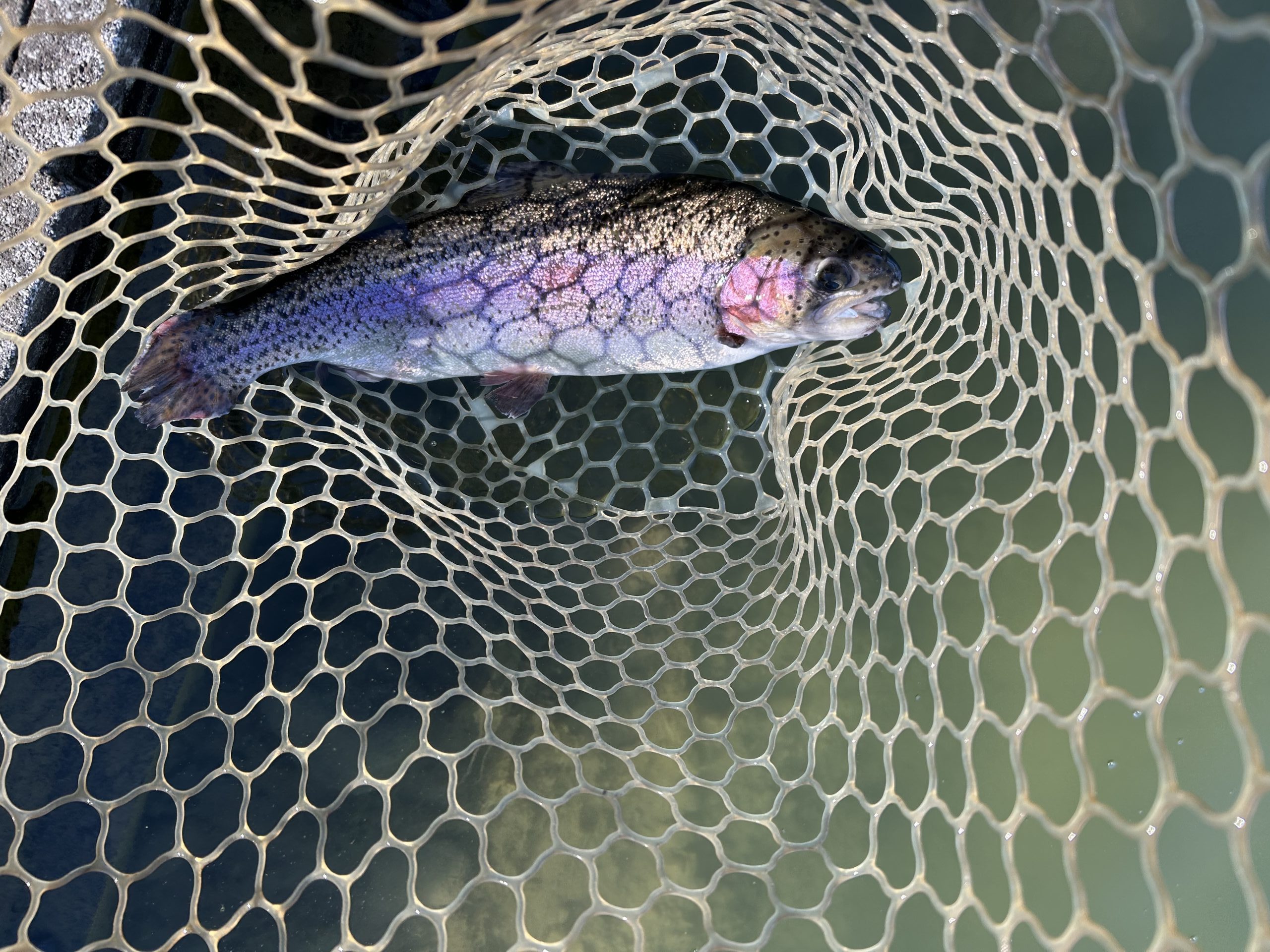 1月4日(日)杉並区 ナカムーさん