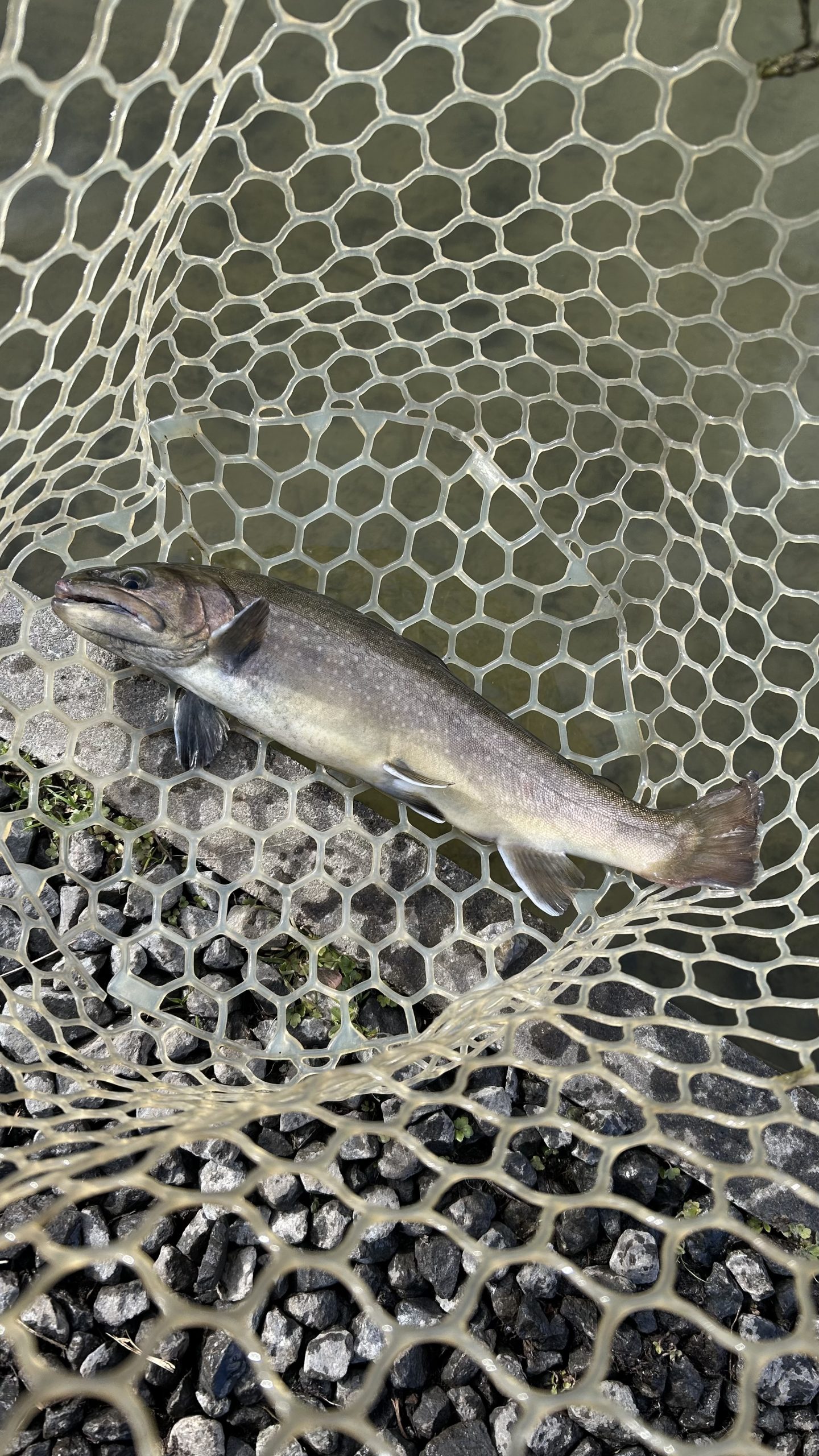 1月25日（日）杉並区　ナカムーさん