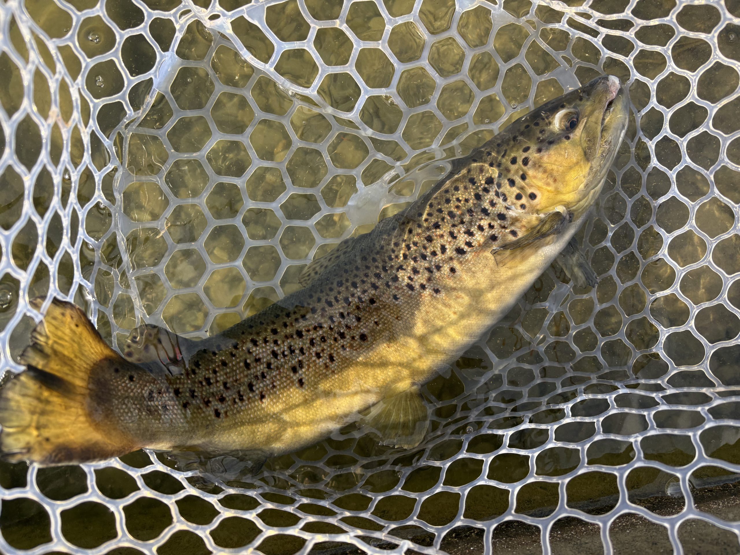 1月19日(月)　青梅市　AOさん