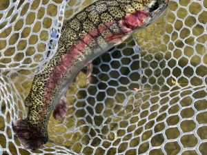 1月24日（土）所沢市　よね郷さん