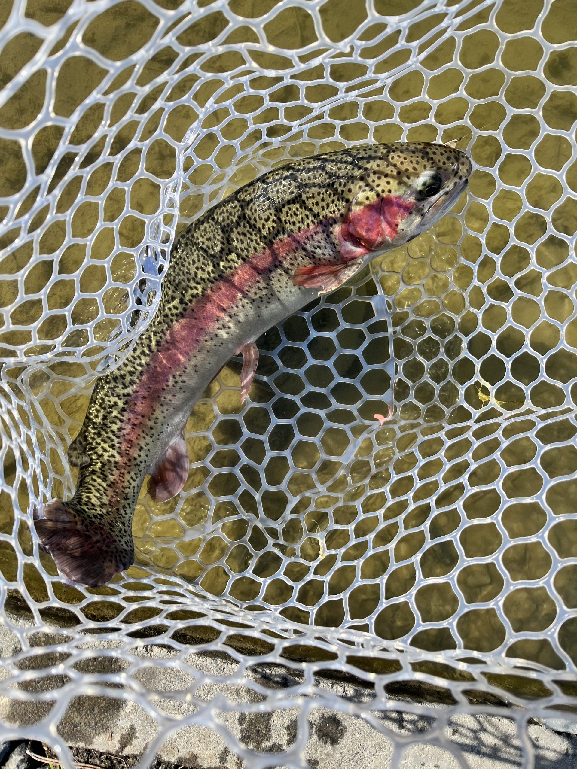 1月24日（土）所沢市　よね郷さん