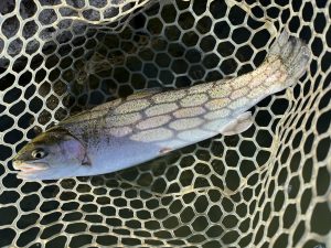 1月3日（土）青梅市　鈴木さん