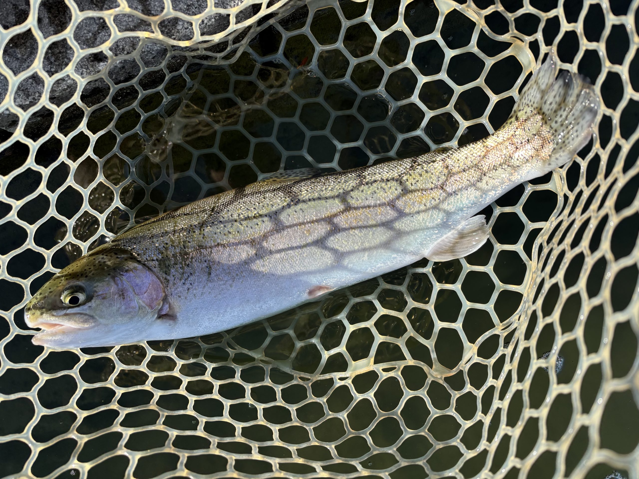 1月3日（土）青梅市　鈴木さん