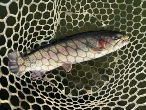 1月10日（土）青梅市    鈴木さん