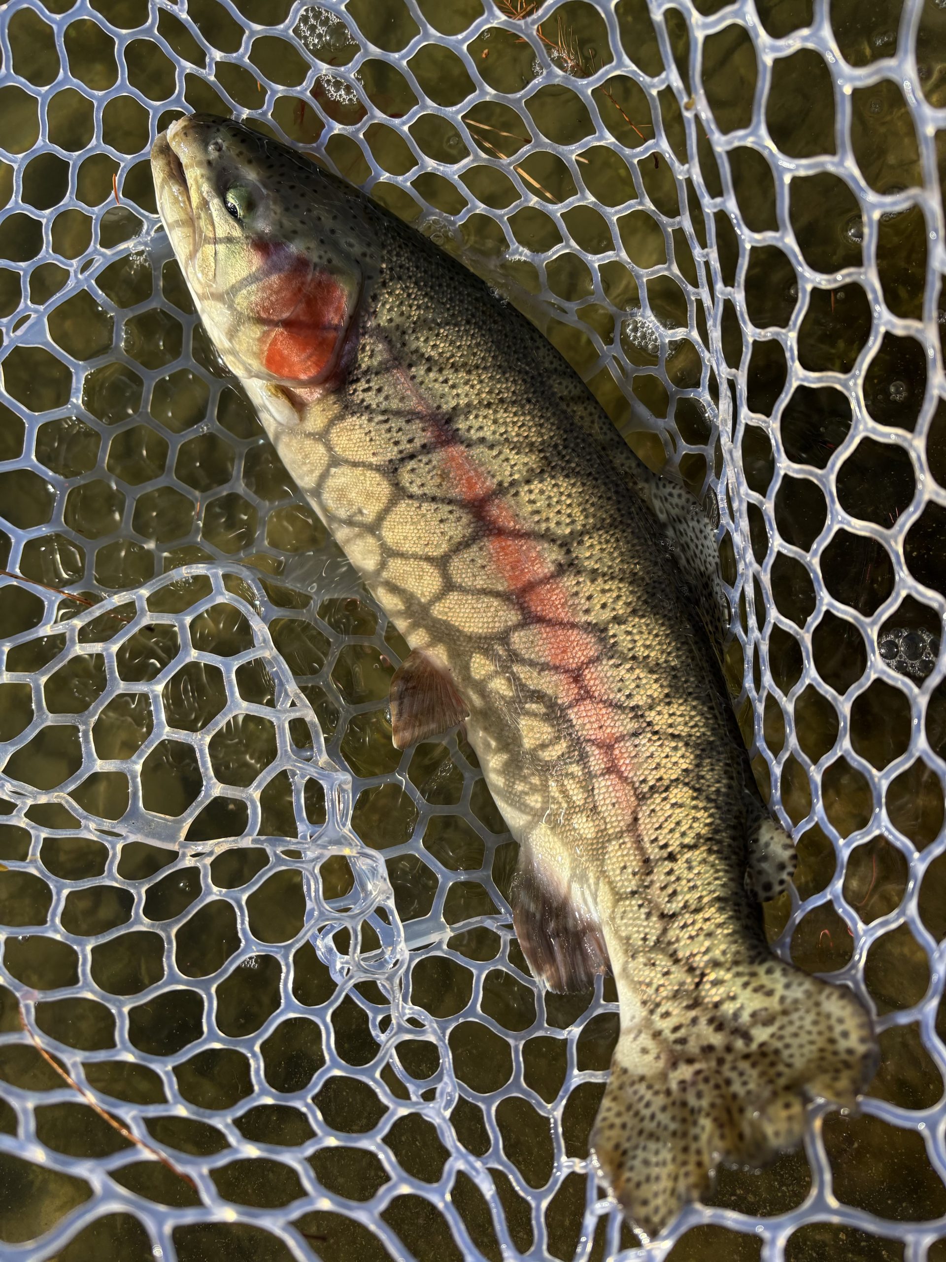 1月12日(月)　青梅市　鈴木さん