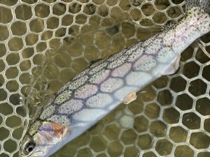 1月14日（水）青梅市　鈴木さん