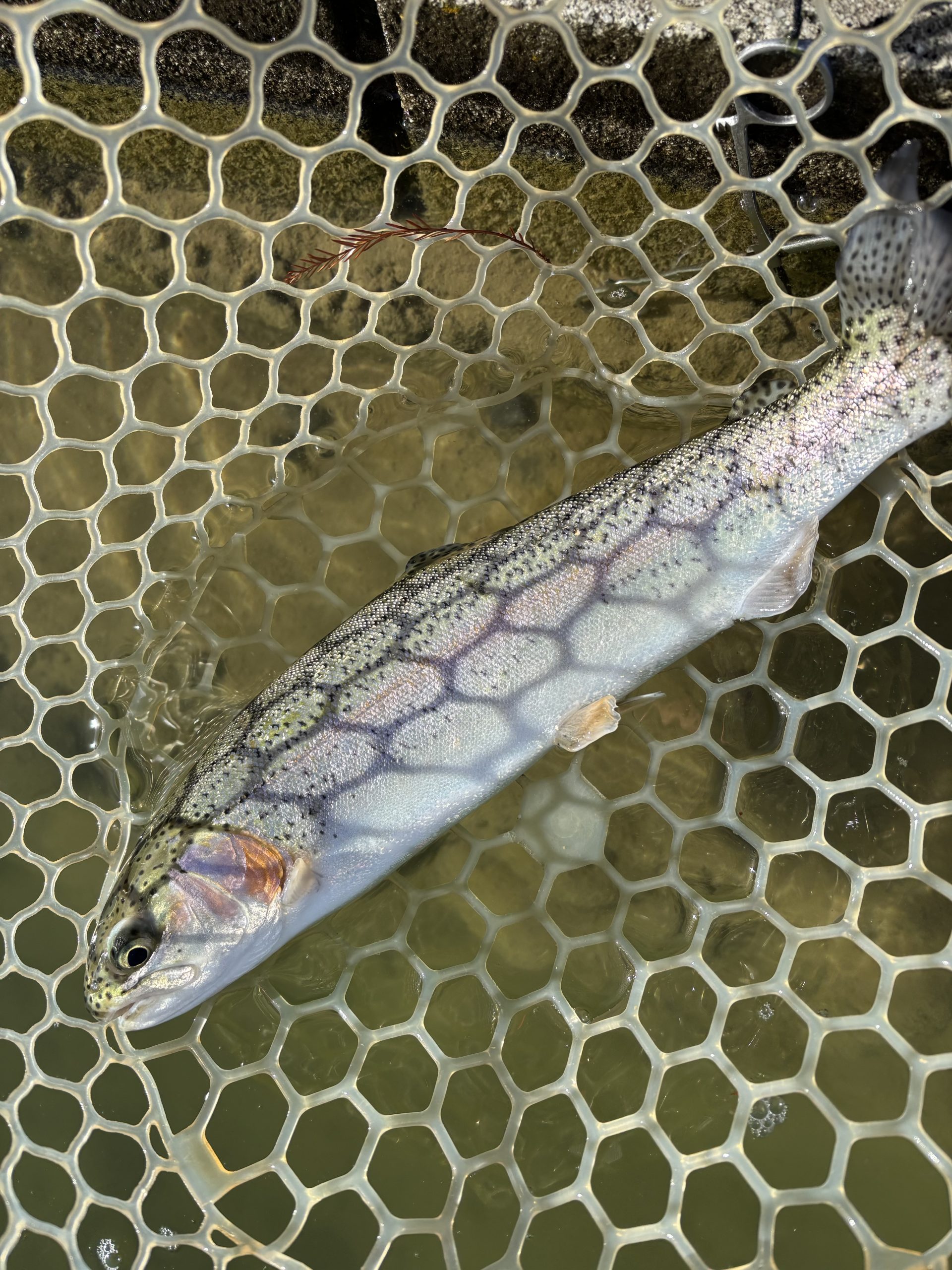 1月14日（水）青梅市　鈴木さん