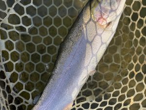 1月24日（土）青梅市　鈴木さん