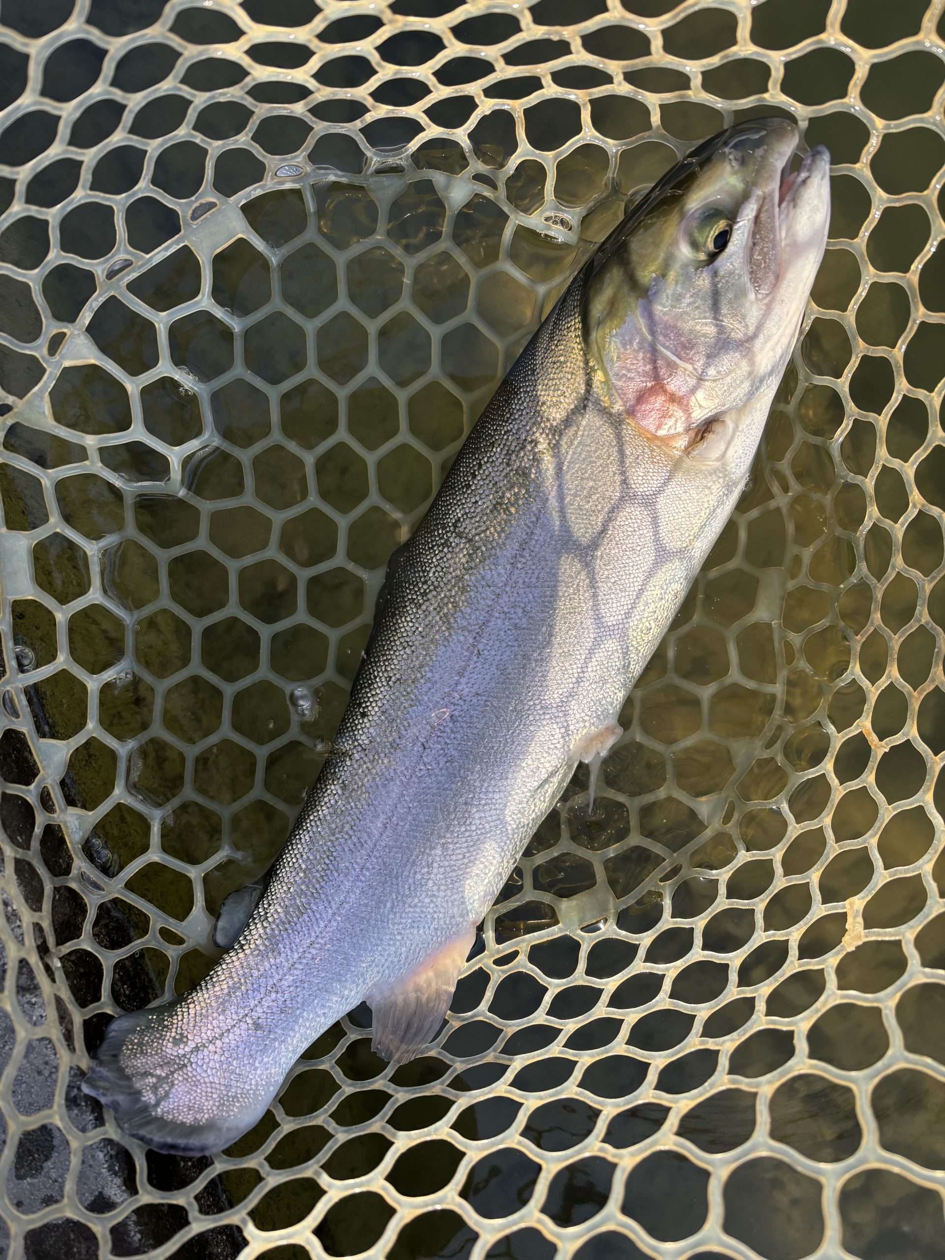 1月24日（土）青梅市　鈴木さん